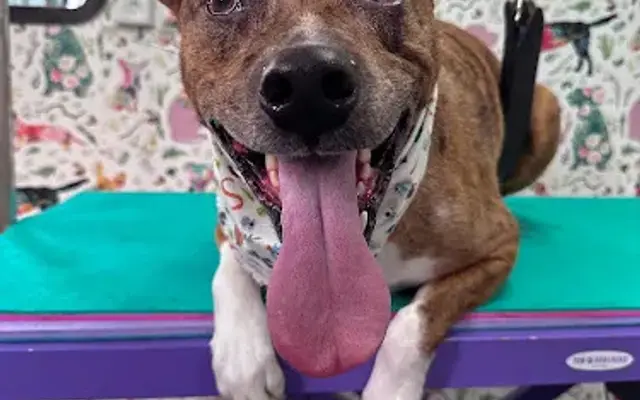 Peace Love & Paws Mobile Grooming Spas in Pittston, PA