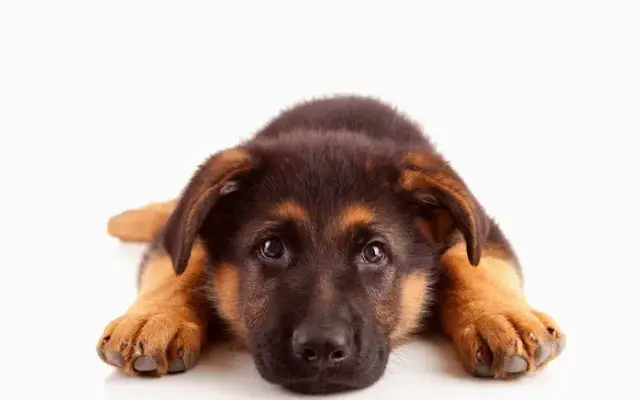 Briarwood Animal Clinic in Laurel, MS