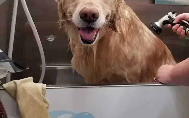 Calling All Paws Mobile Pet Grooming in Wadsworth, IL