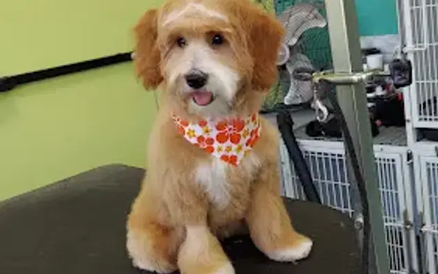 A Day at the Bay Grooming Dog in Rolling Hills Estates, CA