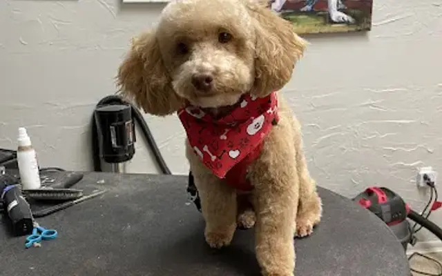 Happy Puppy Pet Spa in Venice, FL