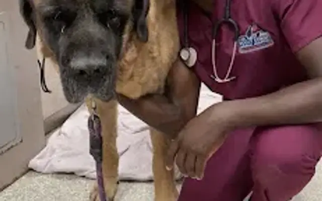 Pet Services 410 in Timonium, MD