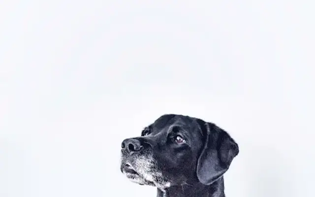 DIY Dog Wash (K9000 Machine by Ace Hardware) in Wilmington, NC