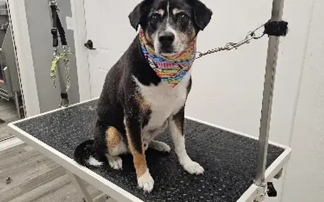 Pups-Parlor in Raymond, NE