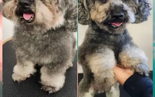 Precious Paws Grooming in Portsmouth, VA
