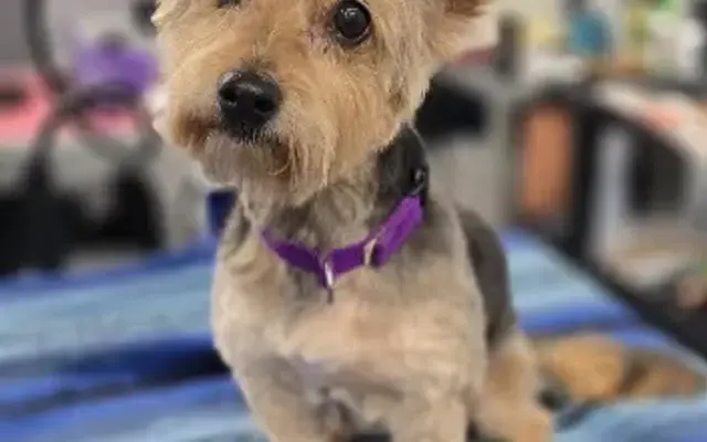 Sarahs Professional Dog Grooming Studio in Harrodsburg, KY