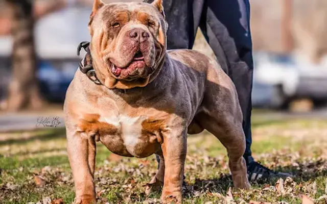 Kingdom Bully Kennels in Indianapolis, IN