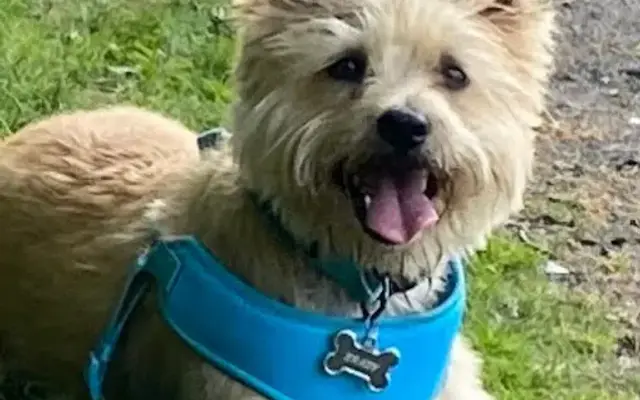 Dapper Dog in Dracut, MA