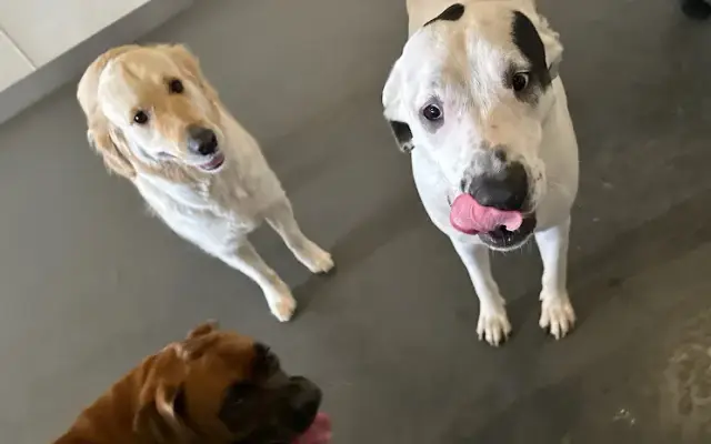 The PawGround in Valley Village, CA