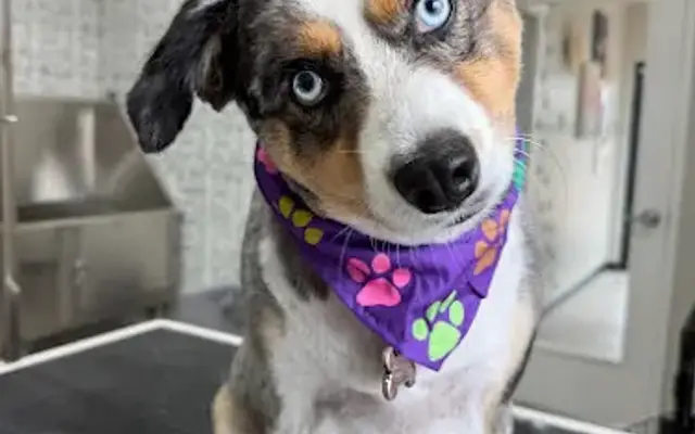 Pup's Grooming & Dog Wash in Midland, TX