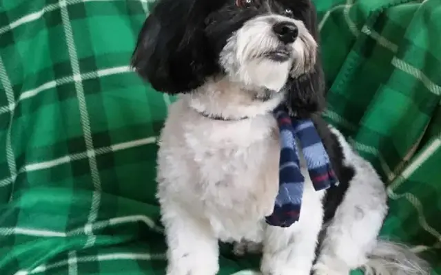 Diamond Pet Parlor in Brookville, OH