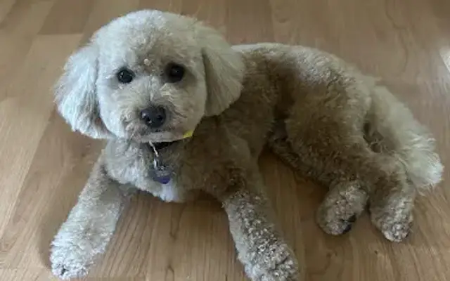 Wagmore Mobile Pet Spa, Inc. in Milpitas, CA