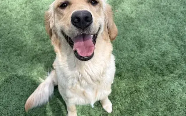 Heavenly Pet Resort in West Covina, CA