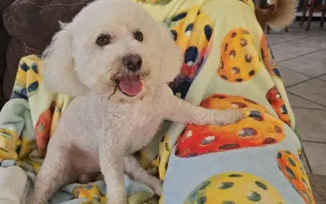 Pawsitively Perfect Grooming Salon in Lemon Grove, CA