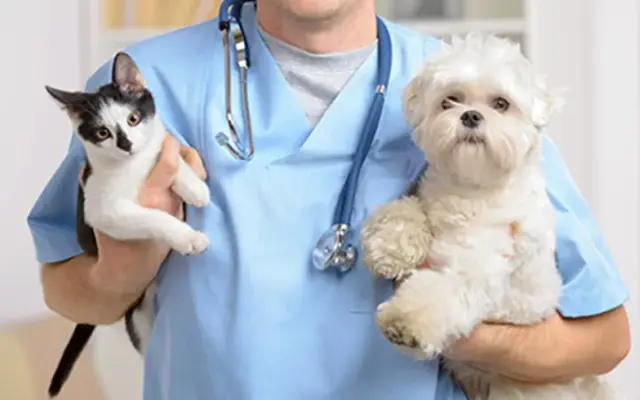 Shore Haven Veterinary Hospital in East Haven, CT