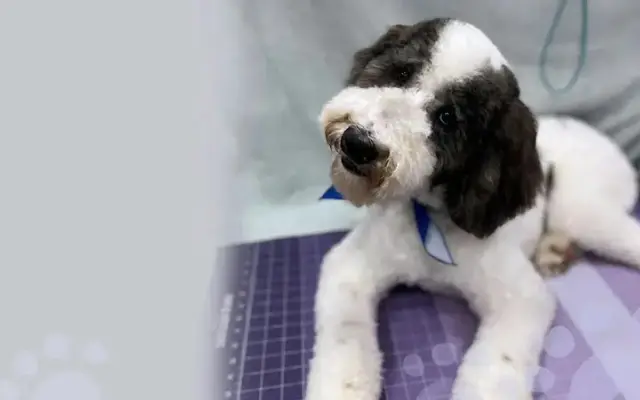 Suds and Pups Mobile Grooming in New Braunfels, TX