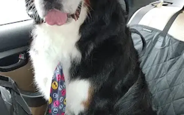Whiskers Resort & Pet Spa Cascade in Grand Rapids, MI