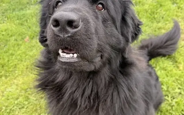 Westinn Kennels - K9 Bed n' Breakfast in O'Fallon, MO
