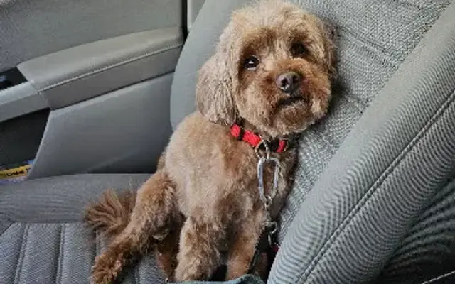 Pampered K9 Day Spa in Lebanon, PA