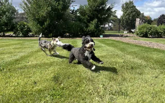 Stone Mountain Pet Lodge - Xenia in Brooklyn Park, MN
