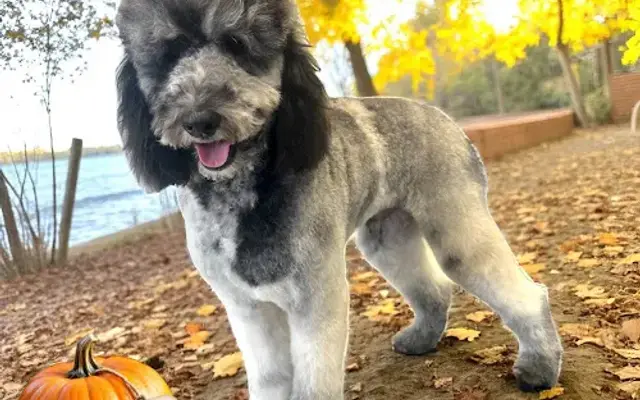 Mabank Grooming in Mabank, TX