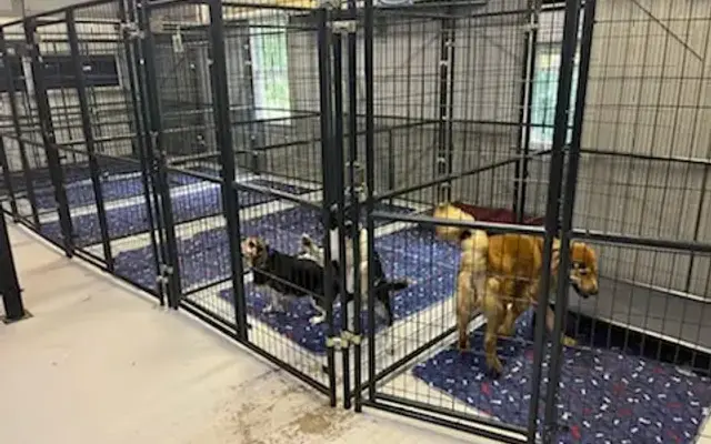 Scouts Kennel Club LLC in Canton, GA