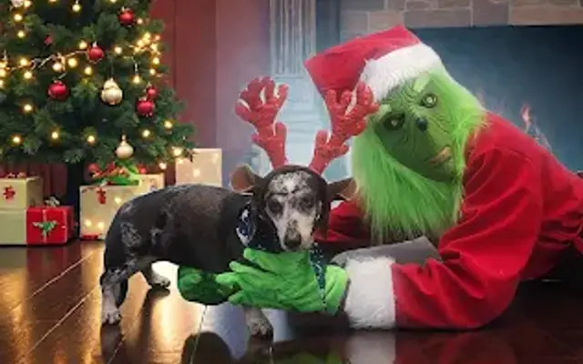 Barks & Bubbles Home Grooming & Boarding in Montgomery, TX