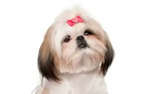 Bow Wow Barn Pet Salon in Apopka, FL