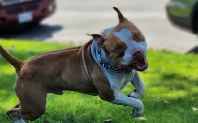 Friendly Dog Grooming in Bell Gardens, CA
