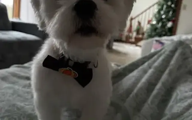 Grooms by Jolette in Cheswick, PA