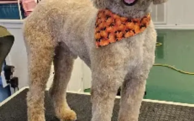 Furever Clean LLC " Your Mobile Grooming Solution" and Pet Salon in Cleburne, TX