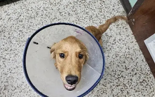 Irwin Animal Clinic in Ocilla, GA