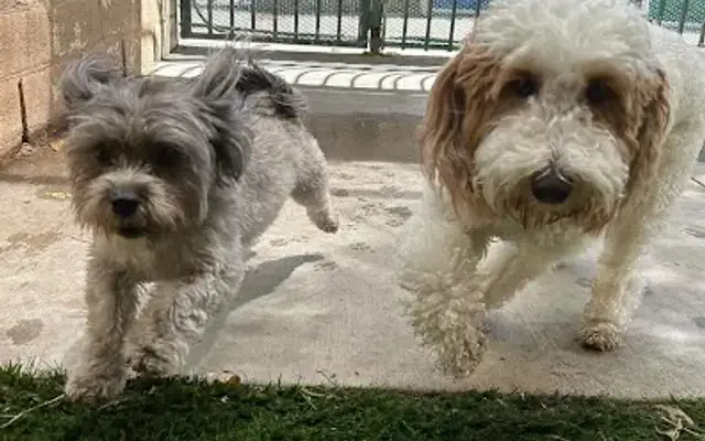 Heavenly Pet Resort in Temple City, CA