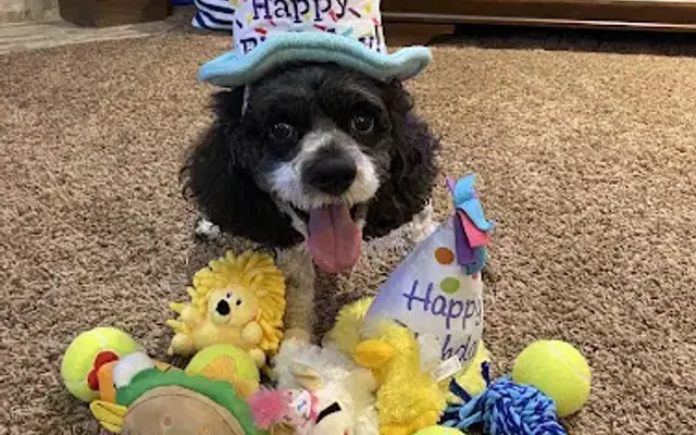 Pickle's Pet Parlor- Mobile Spa in Choctaw, OK