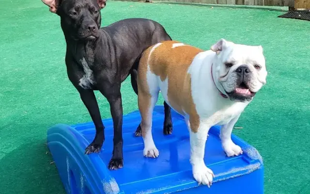 Wiggly Tails Dog Daycare in Northbrook, IL
