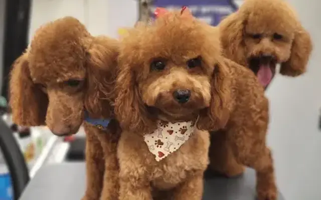 VIP grooming and sitting in Weston, FL