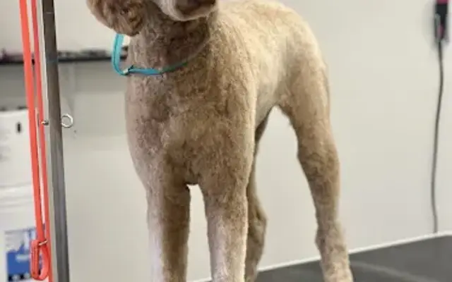 Paws On Posey Grooming Co in Midland, MI