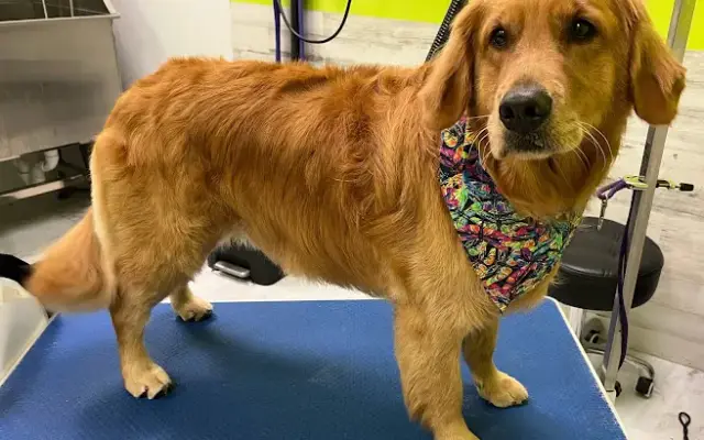 Punky Paws Canine Styling & Spa LLC in Queensbury, NY