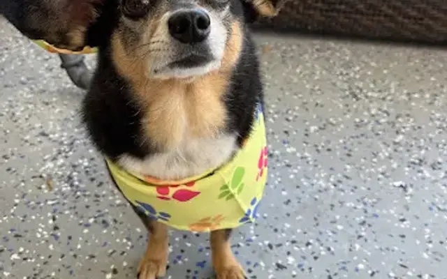 Happy Tails Mobile Dog And Cat Grooming in Phoenix, AZ
