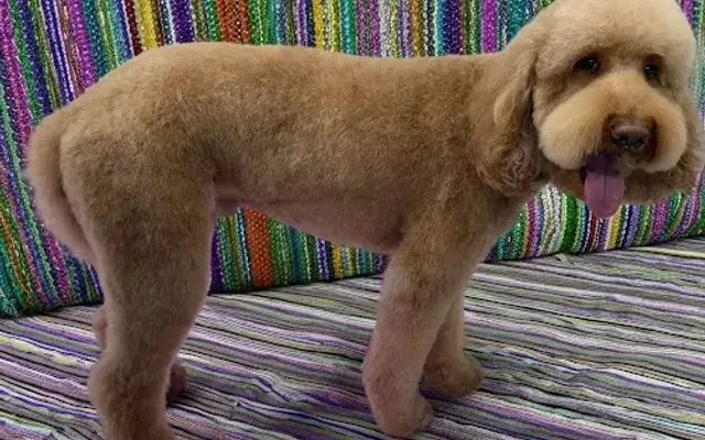 Prim and Pupper Mobile Grooming in Wilmington, NC