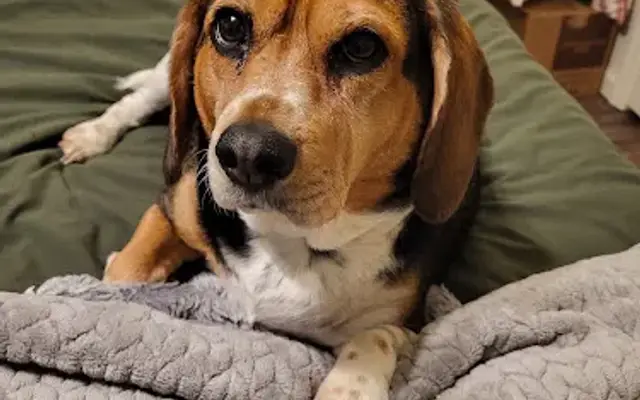 Northshore Animal Hospital in Knoxville, TN