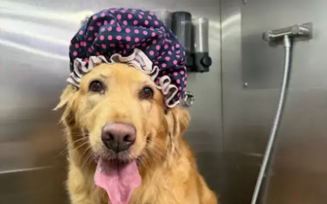 Blu Pet Grooming in Miami, FL