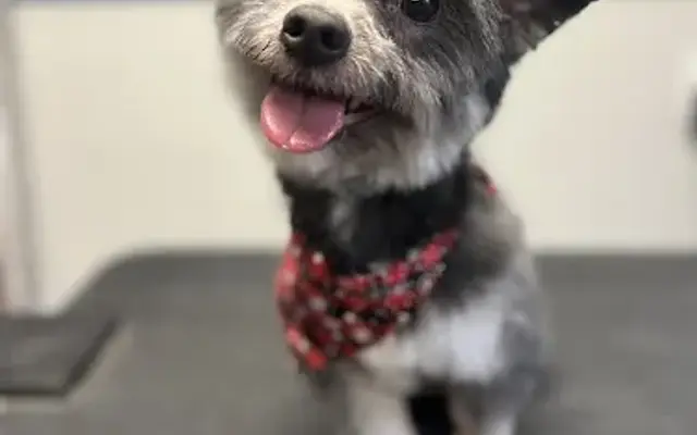 Hudson Hounds Room & Groom in Hudson, OH