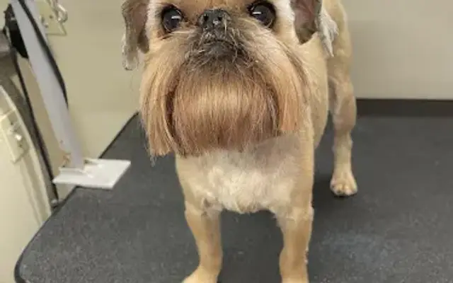 Precision Groomers LLC in Odessa, FL
