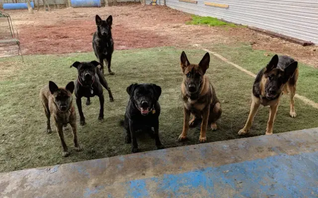 Happy Tails Doggie Daycare & Gym in Mandeville, LA