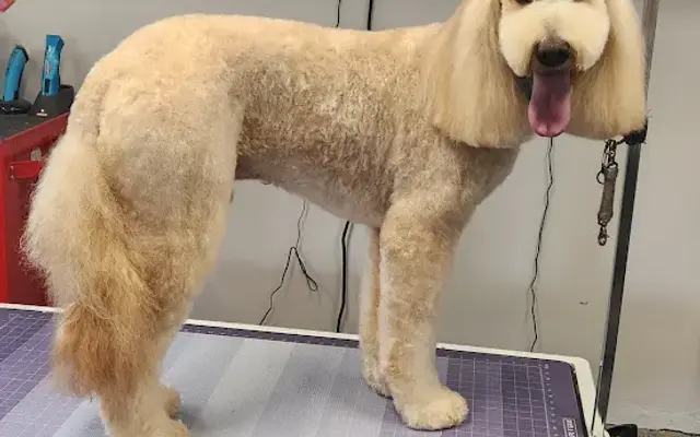 A Tie Dyed Dog grooming salon LLC in Inman, SC