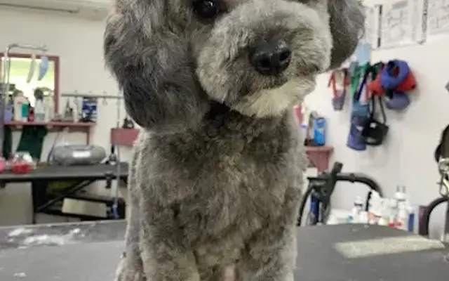 Lucky Dog Professional Groom in Perkasie, PA