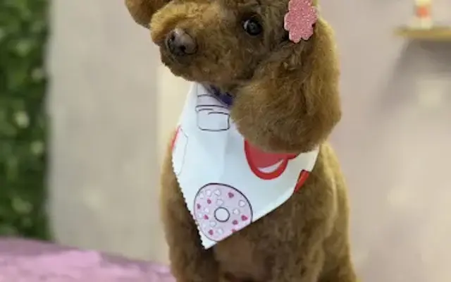 Soft Touch Grooming in Carteret, NJ
