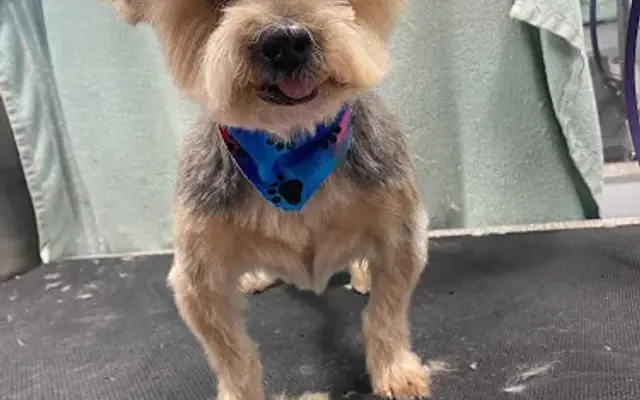 DapperTails Mobile Pet Grooming of Southwest Michigan in Richland, MI