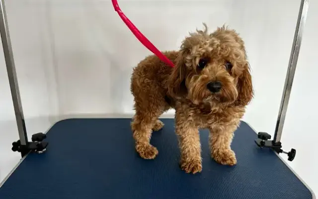 paola's pet grooming in Hollywood, FL